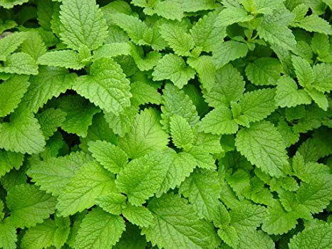 What's in the bag? – Lemon Balm